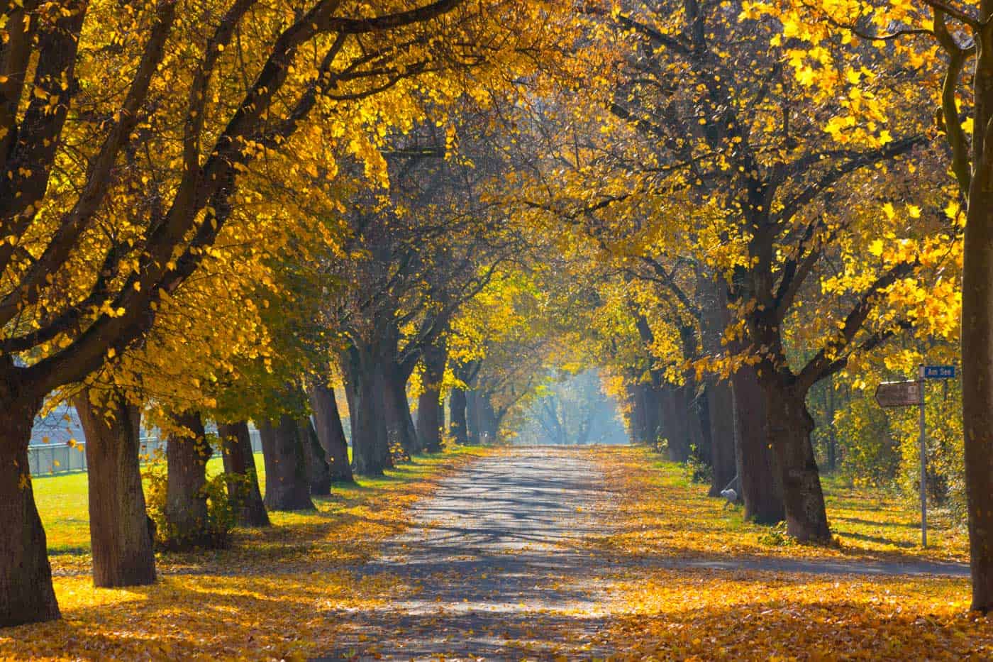 Trees in autumn season