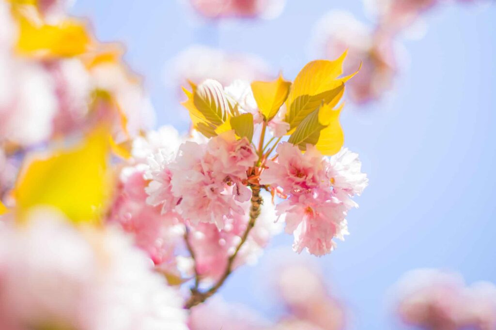 clean-spring-flowers